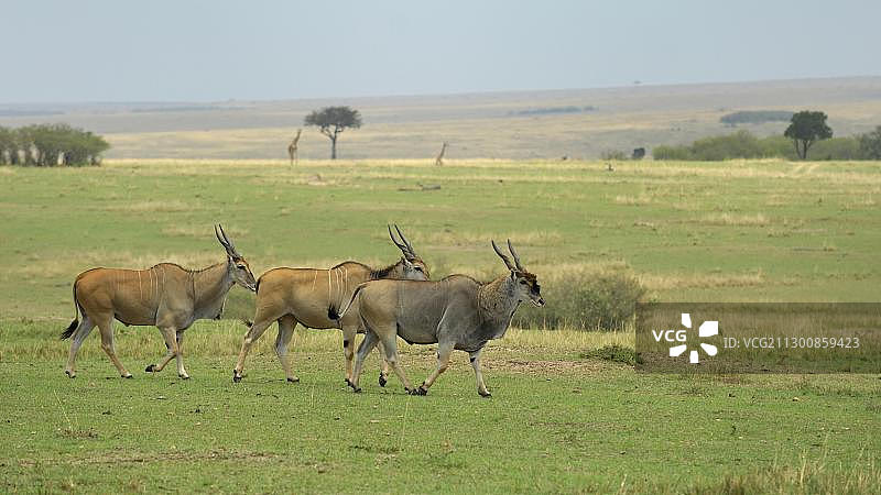非洲大羚羊群，肯尼亚马赛马拉国家保护区图片素材