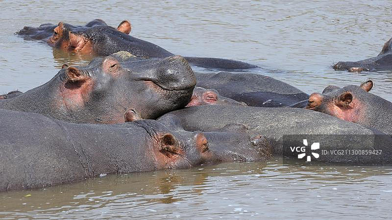 河马群栖息于马拉河，肯尼亚马赛马拉国家保护区，东非图片素材