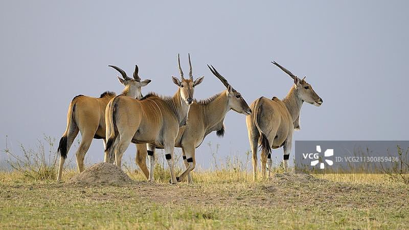 非洲大羚羊群，肯尼亚马赛马拉国家保护区图片素材