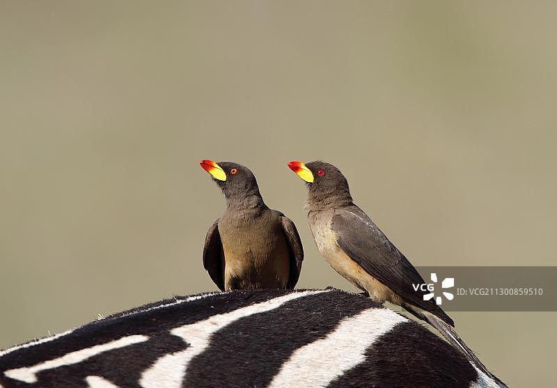 啄羊鸟图片素材