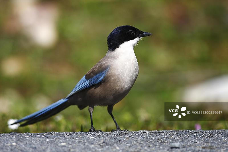 西班牙埃斯特雷马杜拉路边的蓝鹊图片素材