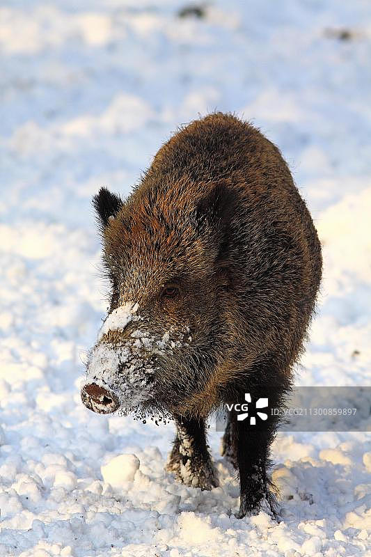 雪地里的野猪图片素材