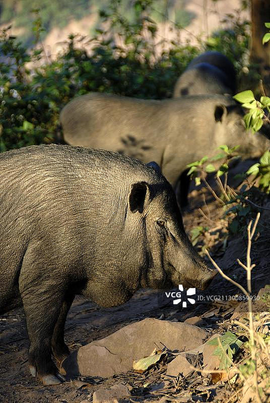 大肚猪，老挝丰沙里省Ban Moxoxang村图片素材