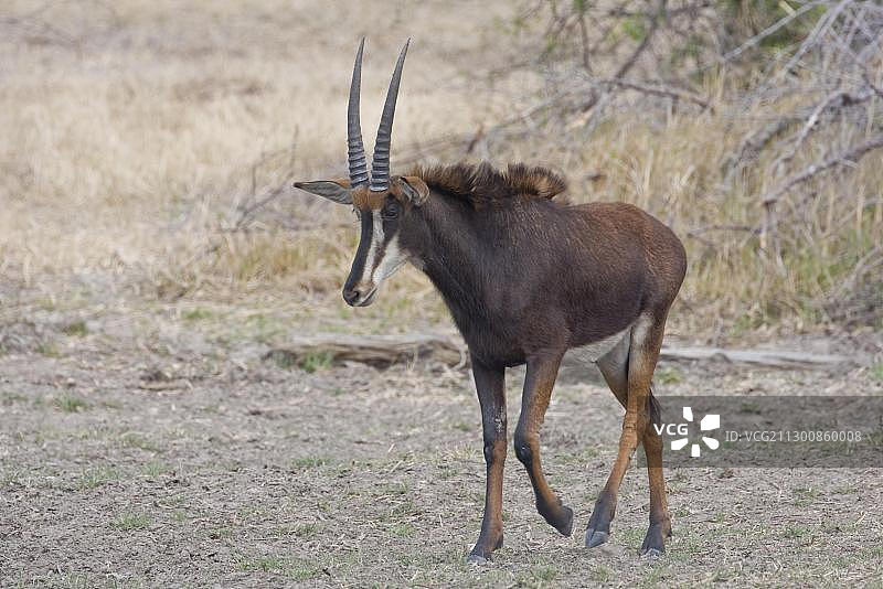 非洲纳米比亚穆杜穆国家公园的黑貂羚羊图片素材