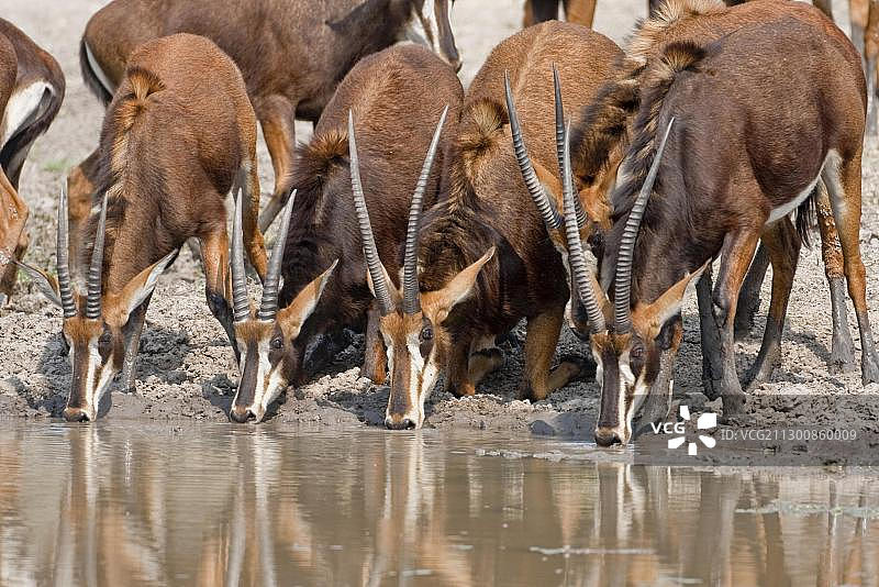 非洲纳米比亚穆杜穆国家公园的黑马羚图片素材