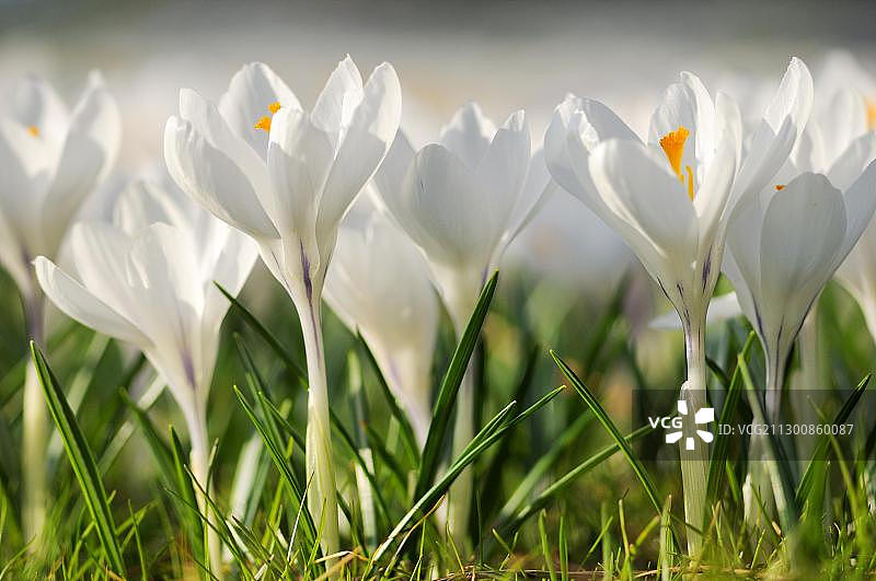 盛开的番红花图片素材