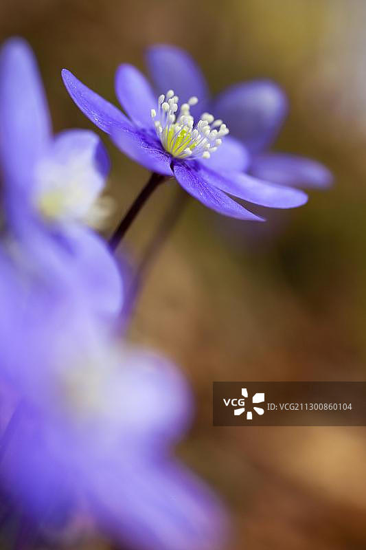 獐耳细辛图片素材