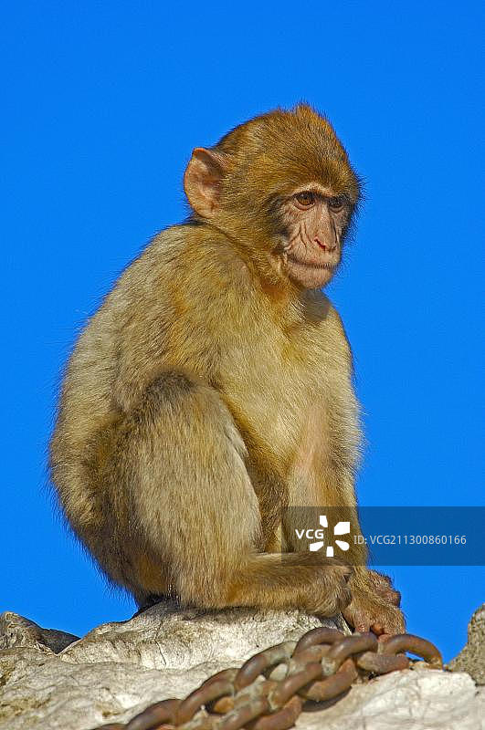 欧洲直布罗陀的巴巴里猕猴图片素材