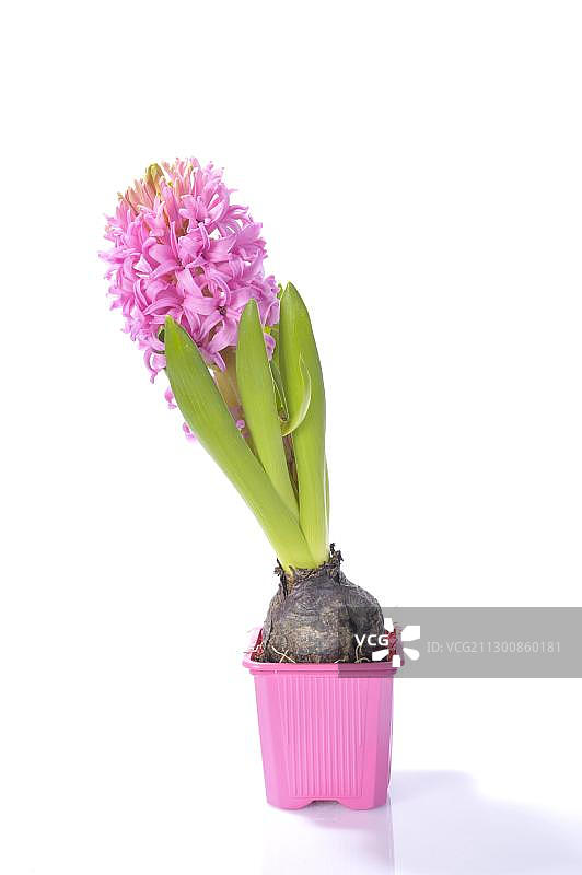 风信子图片素材