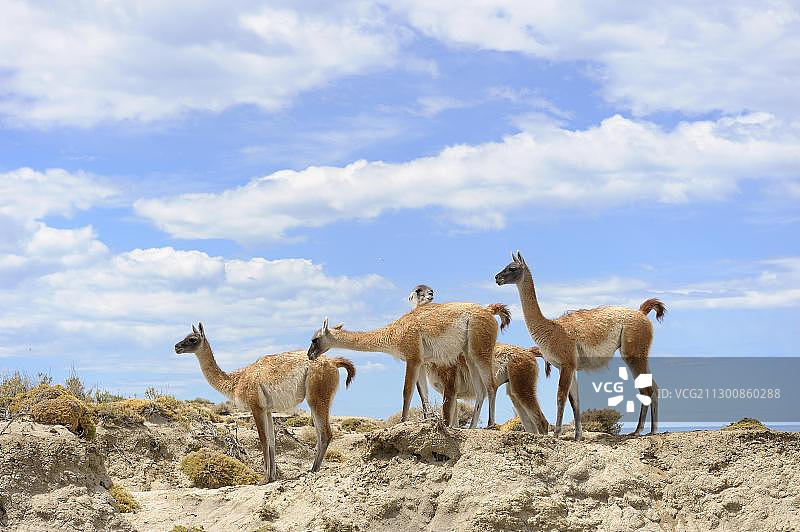 原驼，蒙特莱昂国家公园，里奥加耶戈斯，巴塔哥尼亚，阿根廷，南美洲图片素材