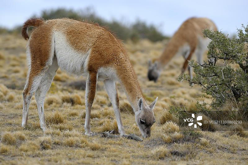 原驼，蒙特莱昂国家公园，里奥加耶戈斯，巴塔哥尼亚，阿根廷，南美洲图片素材