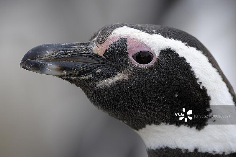 麦哲伦企鹅，阿根廷巴塔哥尼亚里奥加耶戈斯蒙特莱昂国家公园图片素材