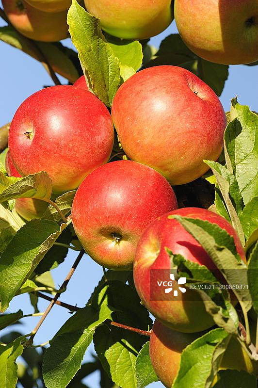 嘎啦苹果品种图片素材