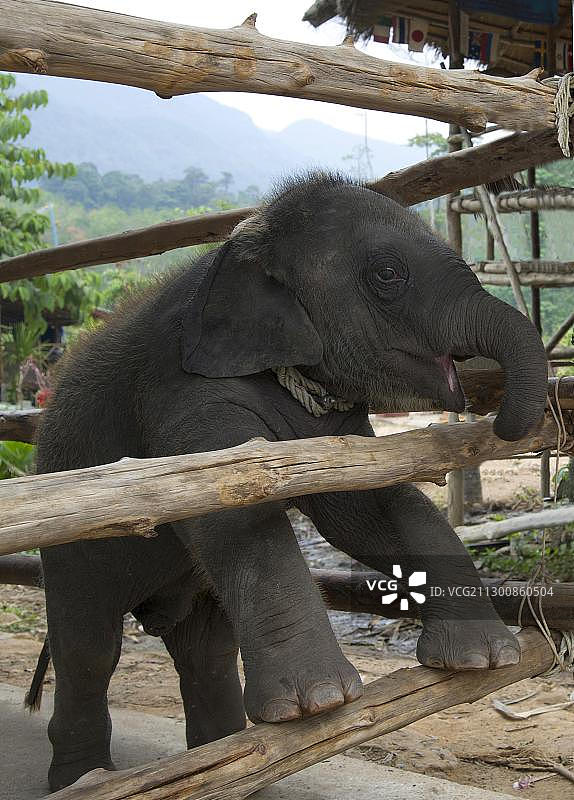 泰国象岛上四个月大的小公象图片素材