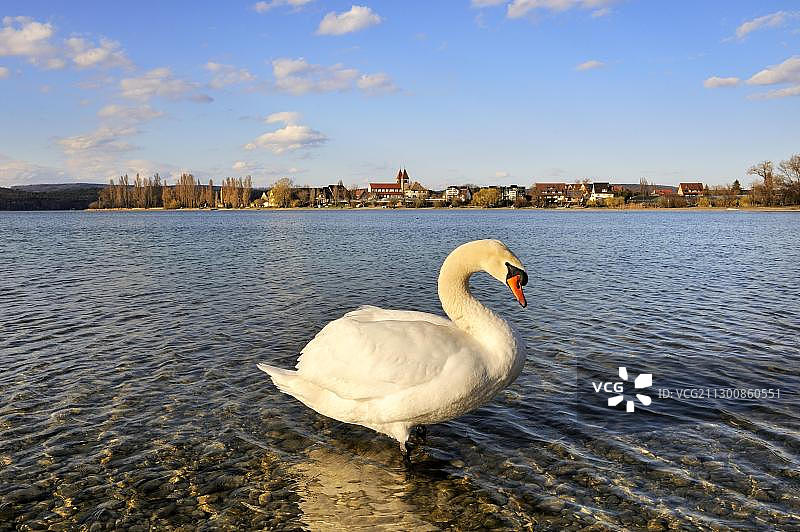 赖兴瑙岛岸边的疣鼻天鹅，德国巴登-符腾堡州康斯坦茨县图片素材