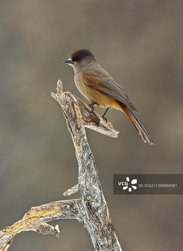 灰噪鸦，哈姆拉国家公园，瑞典，欧洲图片素材