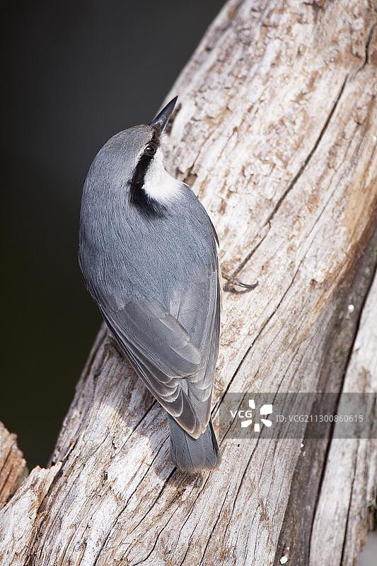 欧亚山雀，哈姆拉国家公园，瑞典图片素材