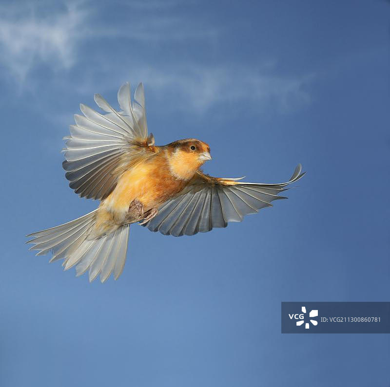 飞行中的金丝雀（家养丝雀）图片素材
