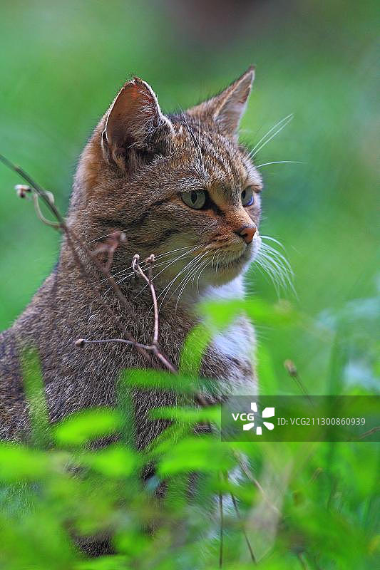 欧洲德国巴伐利亚国家公园内的野猫（Felis sylvestris）图片素材