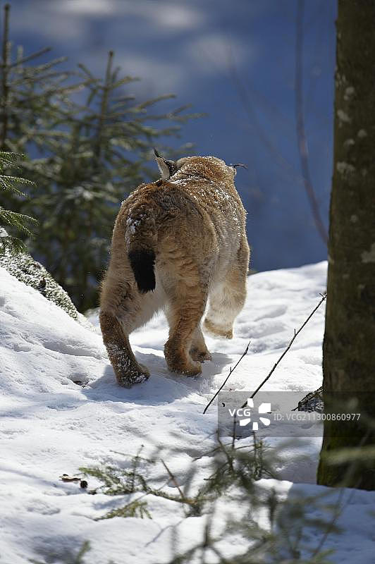 欧亚猞猁，巴伐利亚森林国家公园，德国，欧洲图片素材