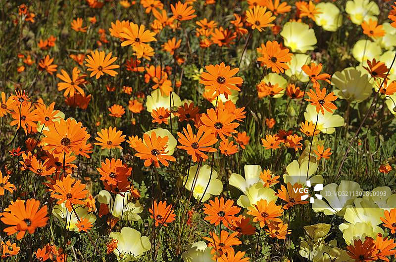 雏菊与白眼新羚根，南非戈加普自然保护区图片素材