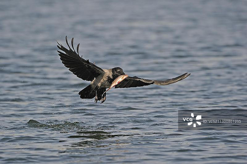 戴帽鸦（寒鸦）从水中捕食普通䱵图片素材