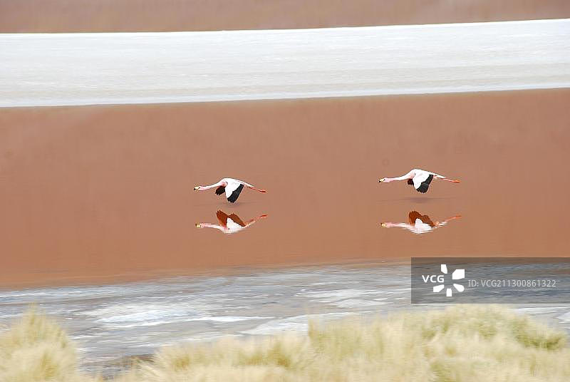 玻利维亚乌尤尼盐沼的科罗拉达湖火烈鸟图片素材