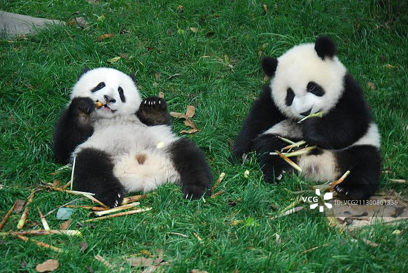 熊猫宝宝（8-18个月）在早餐，中国成都大熊猫繁育研究基地图片素材