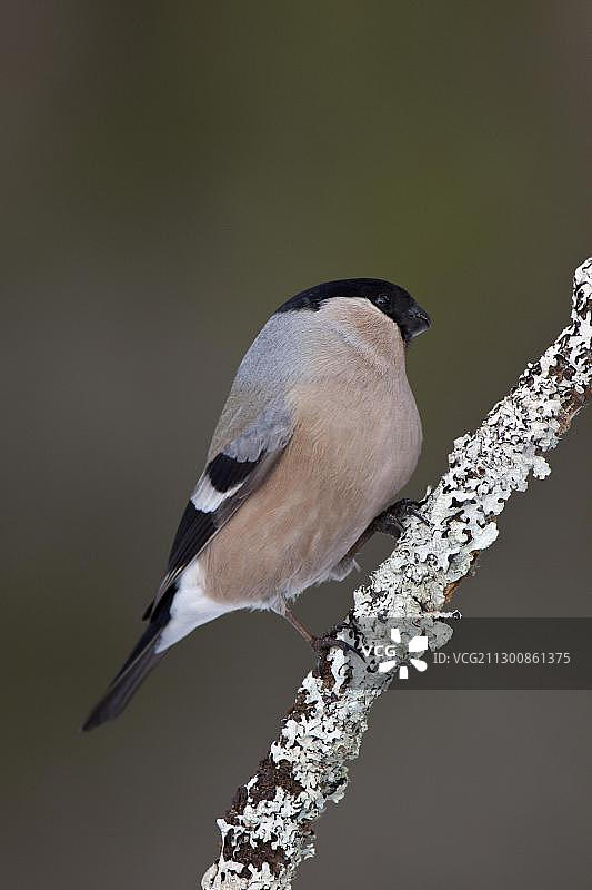 红腹灰雀（Pyrrhula Pyrrhula），在树枝上的雌性，瑞典哈姆拉国家公园图片素材
