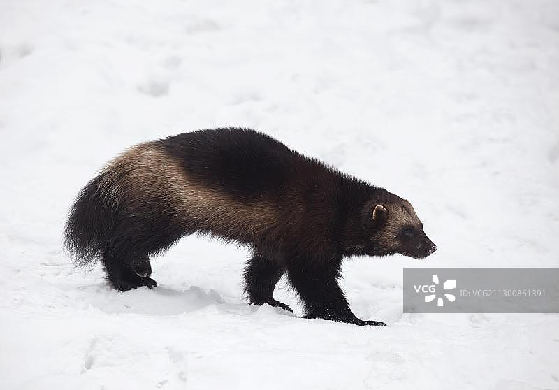 冬季的狼獾（Gulo gulo），位于瑞典哈姆拉Jaroerv动物园图片素材