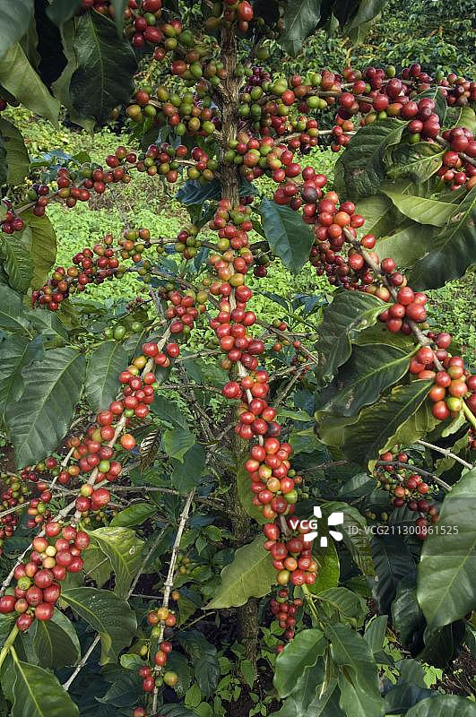 坦桑尼亚的成熟和未成熟的咖啡浆果灌木图片素材