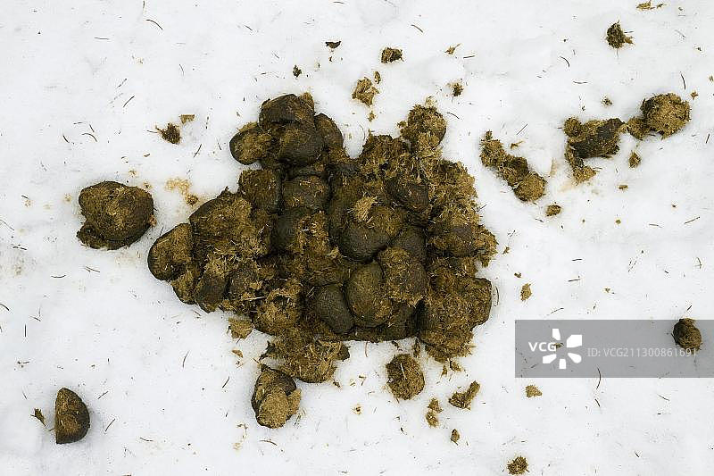 雪地上的马粪图片素材