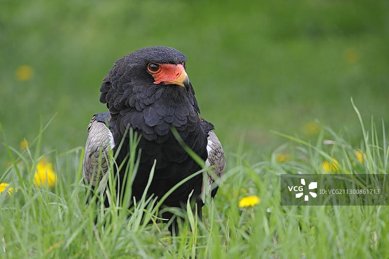 非洲草地上的冕雕图片素材