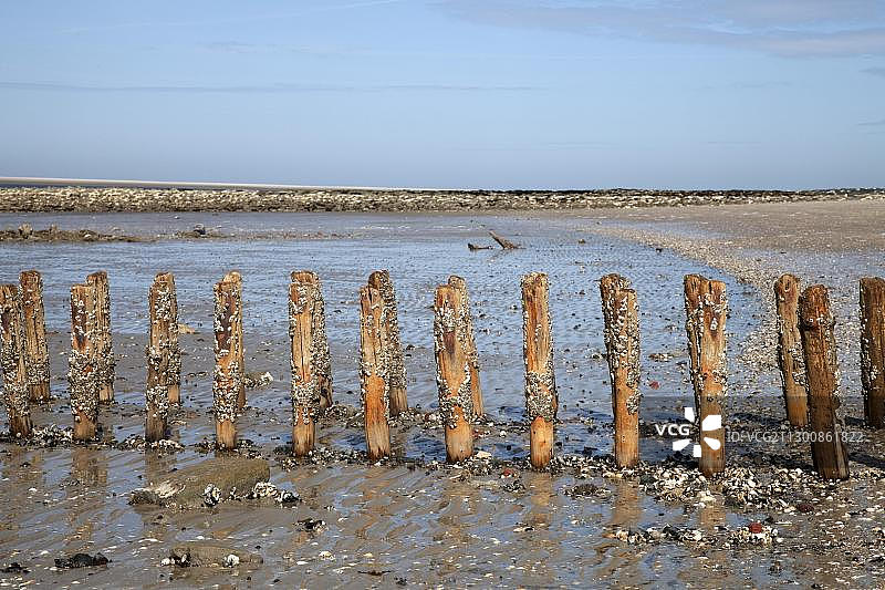 瓦登海国家公园木制防波堤上的贻贝，位于德国下萨克森州斯皮克罗格岛图片素材