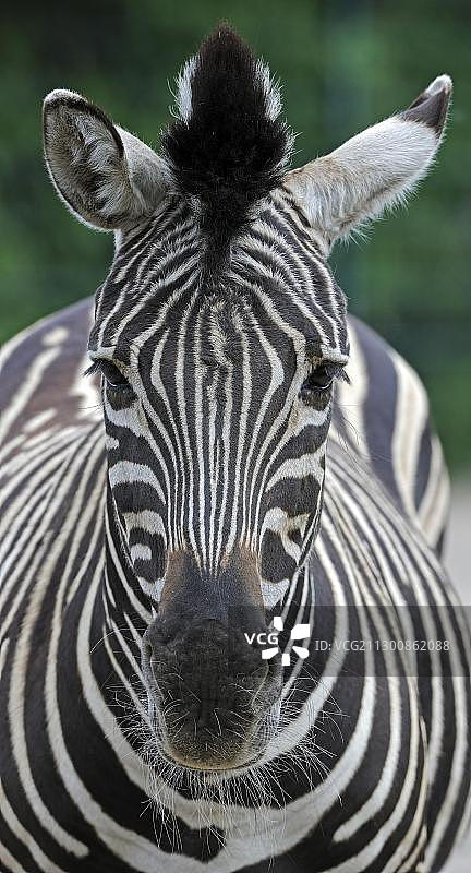 哈特曼山斑马图片素材