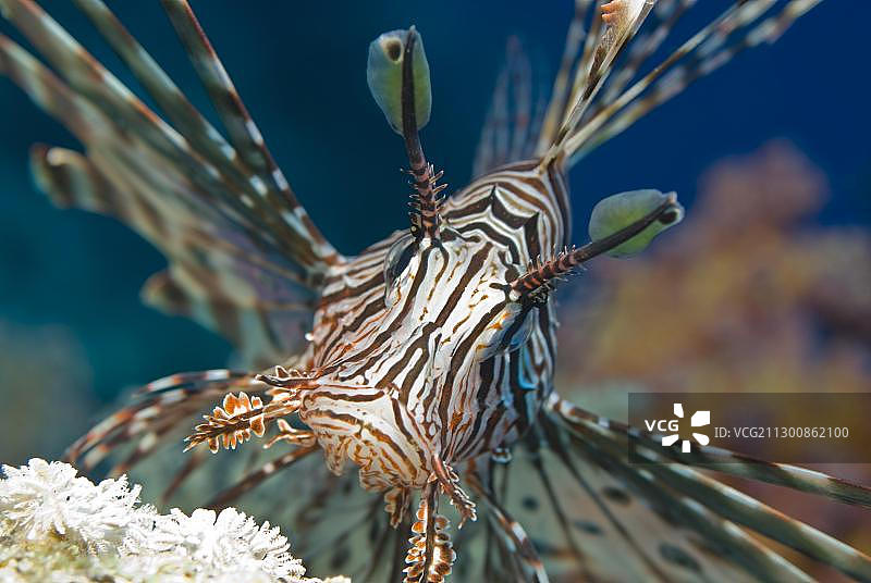 印度魔鬼蓑鲉或狮子鱼（Pterois miles），红海，埃及，非洲图片素材