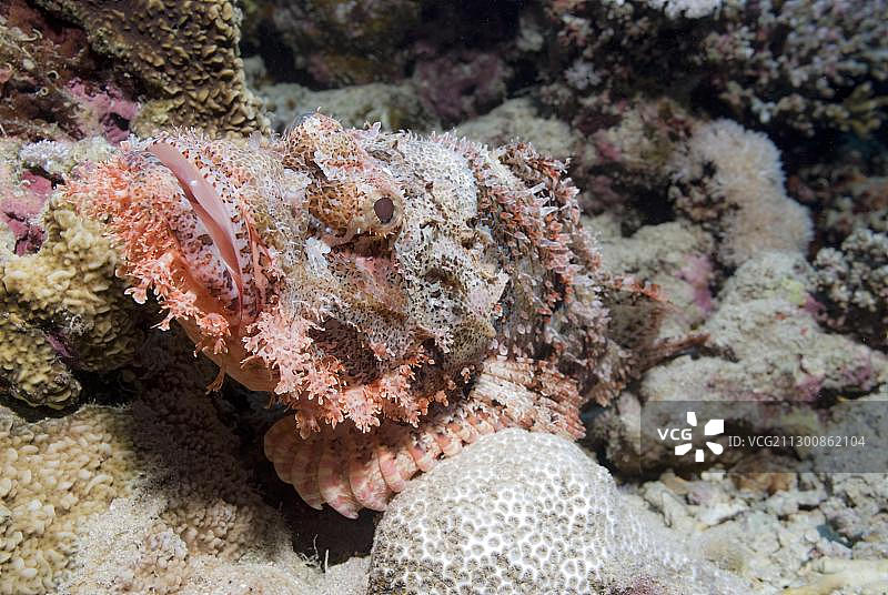 非洲埃及红海的须蓑鲉图片素材