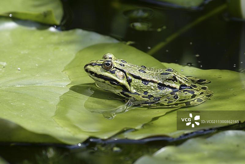 食用蛙（Rana esculenta）图片素材