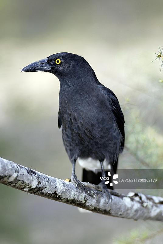 澳洲喜鹊（Strepera graculina），成年，澳大利亚，大洋洲图片素材