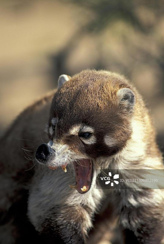 南美浣熊（Nasua nasua）图片素材