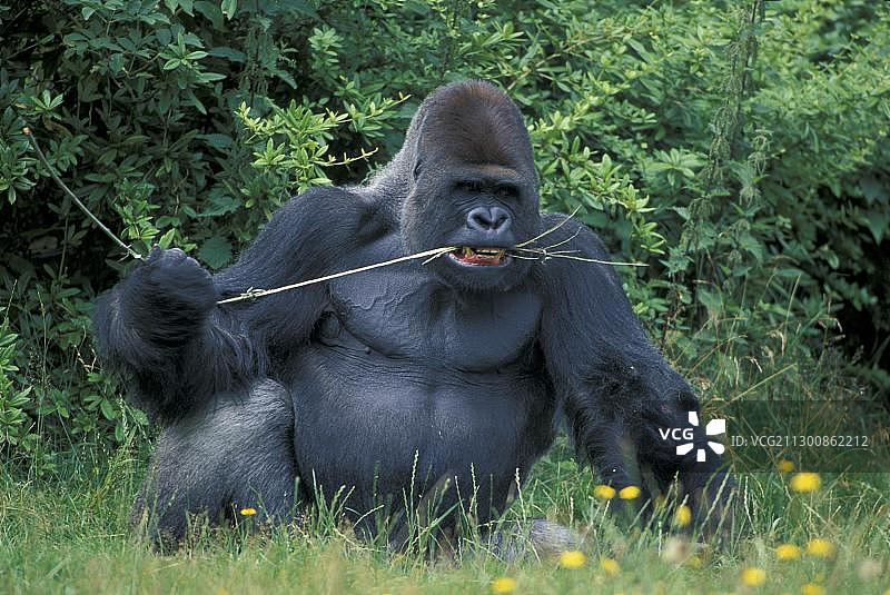 东部低地大猩猩（Gorilla beringei graueri）图片素材