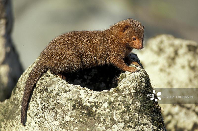 南方侏獴图片素材