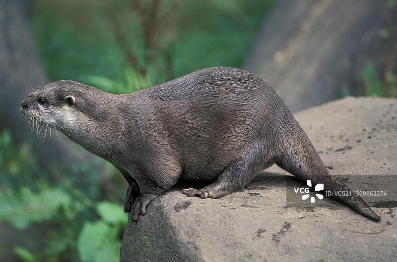小爪水獭，东南亚栖息地图片素材