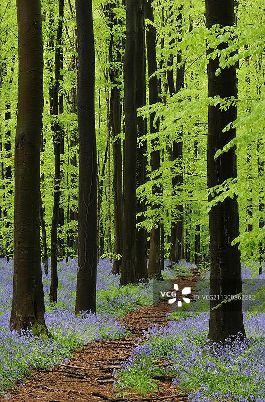 欧洲布鲁塞尔哈勒博斯森林小路，山毛榉和风信子图片素材