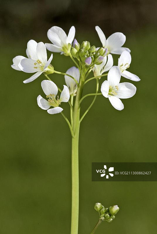 布谷鸟花或少女罩衫（Cardamine pratensis）图片素材