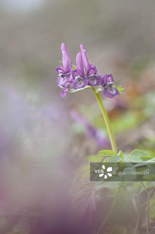 球果延胡索图片素材