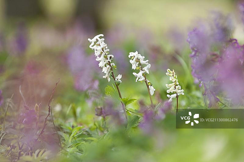 球果延胡索图片素材