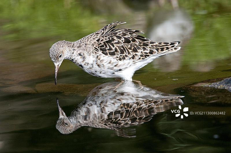 动物园内的母打架鹬水面倒影，德国北莱茵-威斯特法伦州图片素材