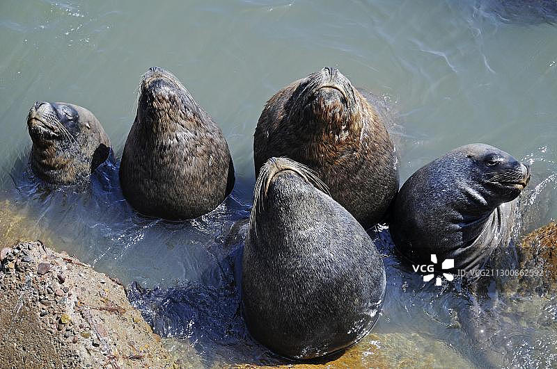 海狮在智利北部阿里卡港口享受日光浴图片素材