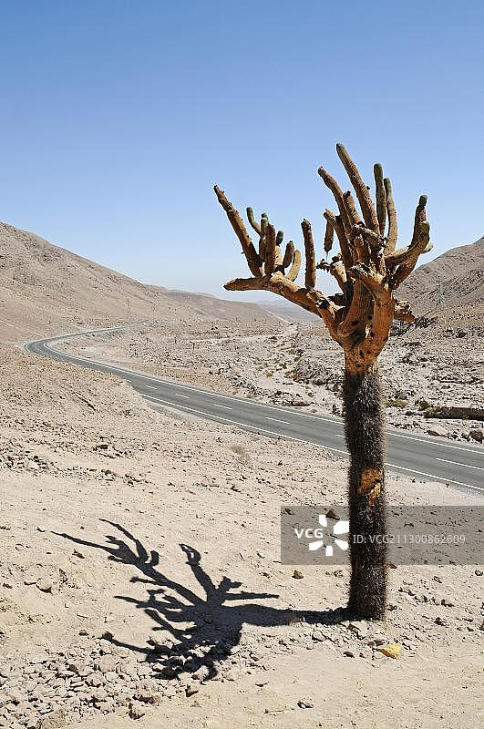 烛台仙人掌、道路、阿塔卡马沙漠、沙漠山脉，智利北部图片素材
